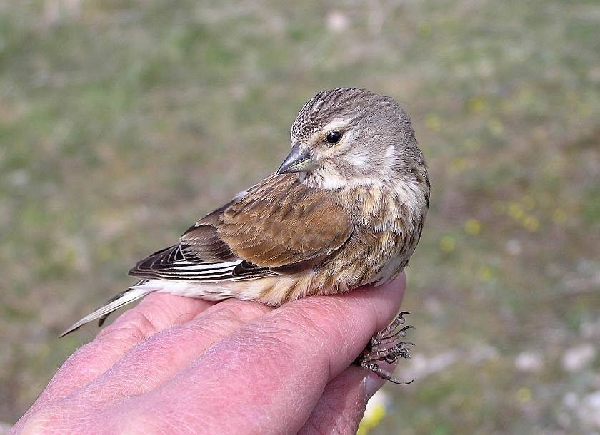 Common Linnet, Sundre 20050510